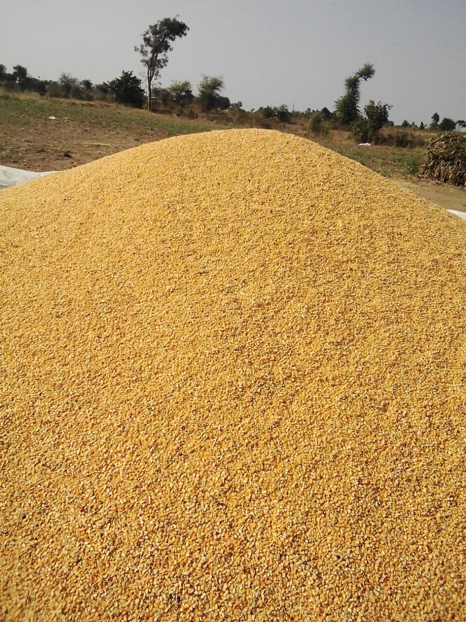 Animal Feed Yellow Corn And Salt Lick Supplier From India